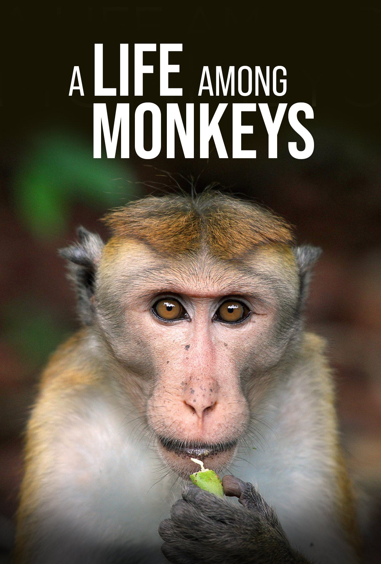 A Life Among Monkeys | Videoland