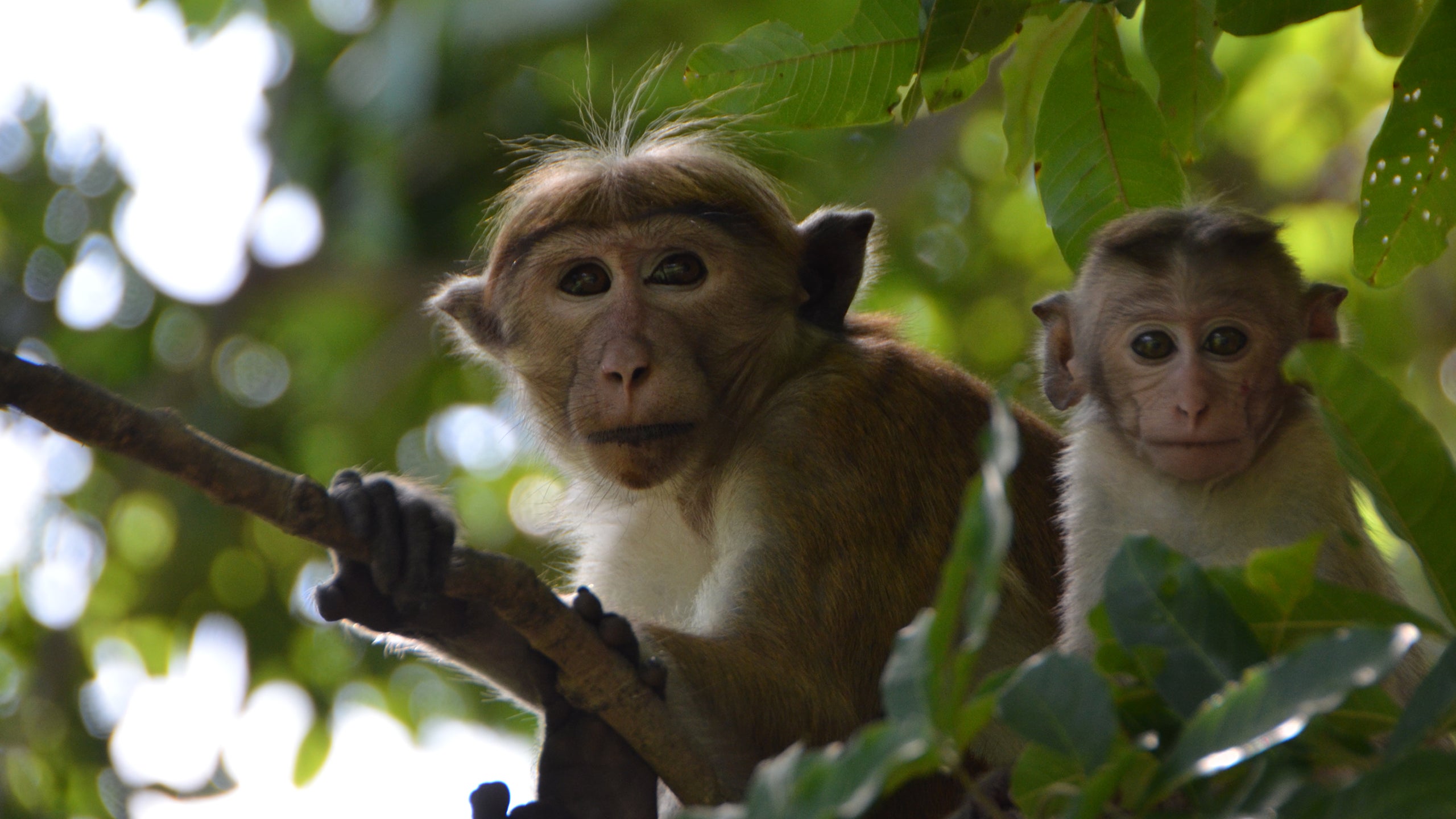 A Life Among Monkeys