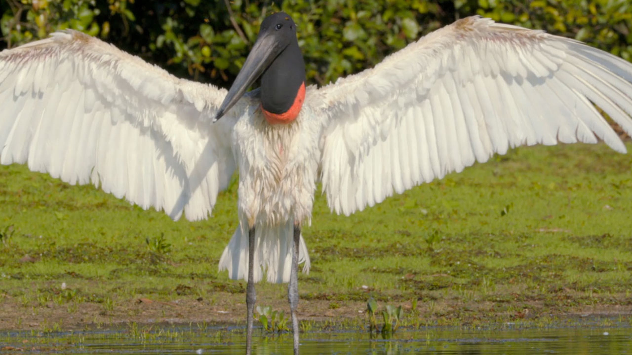 Brazil's Emerald Oasis
