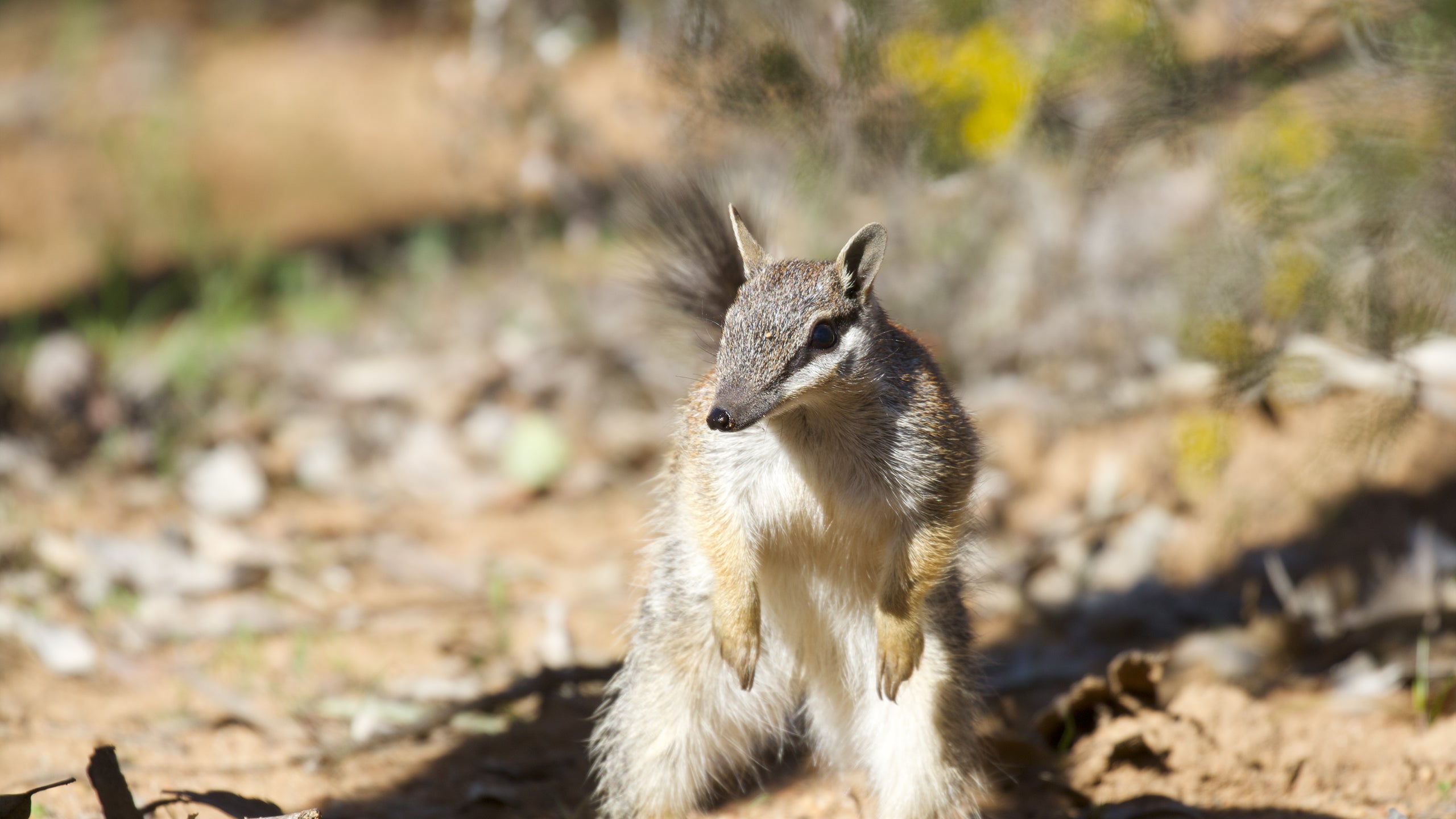 Cute Little Killers: The Predators With Pouches