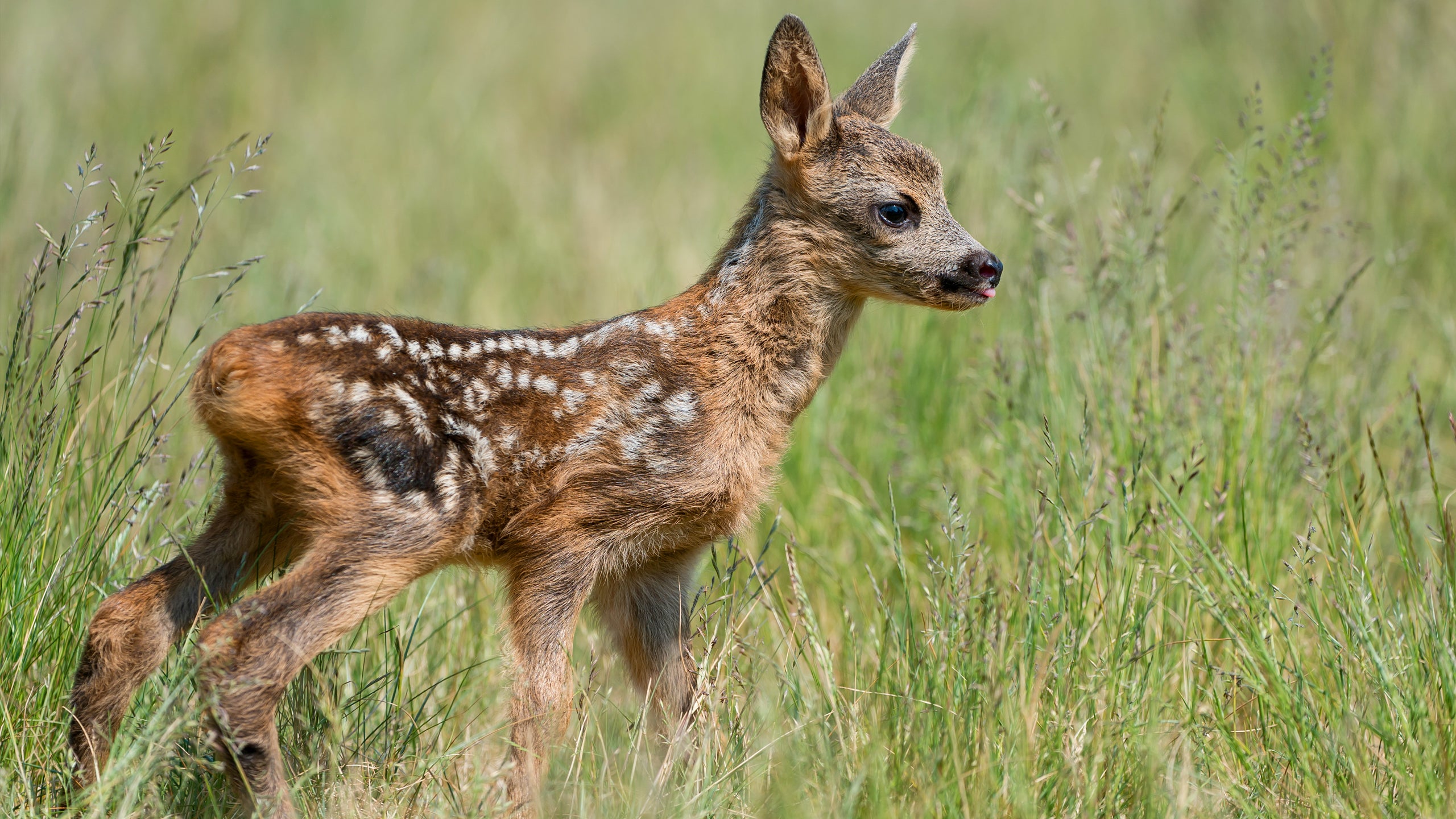 Cuddly & Wild: Adorable Animal Babies