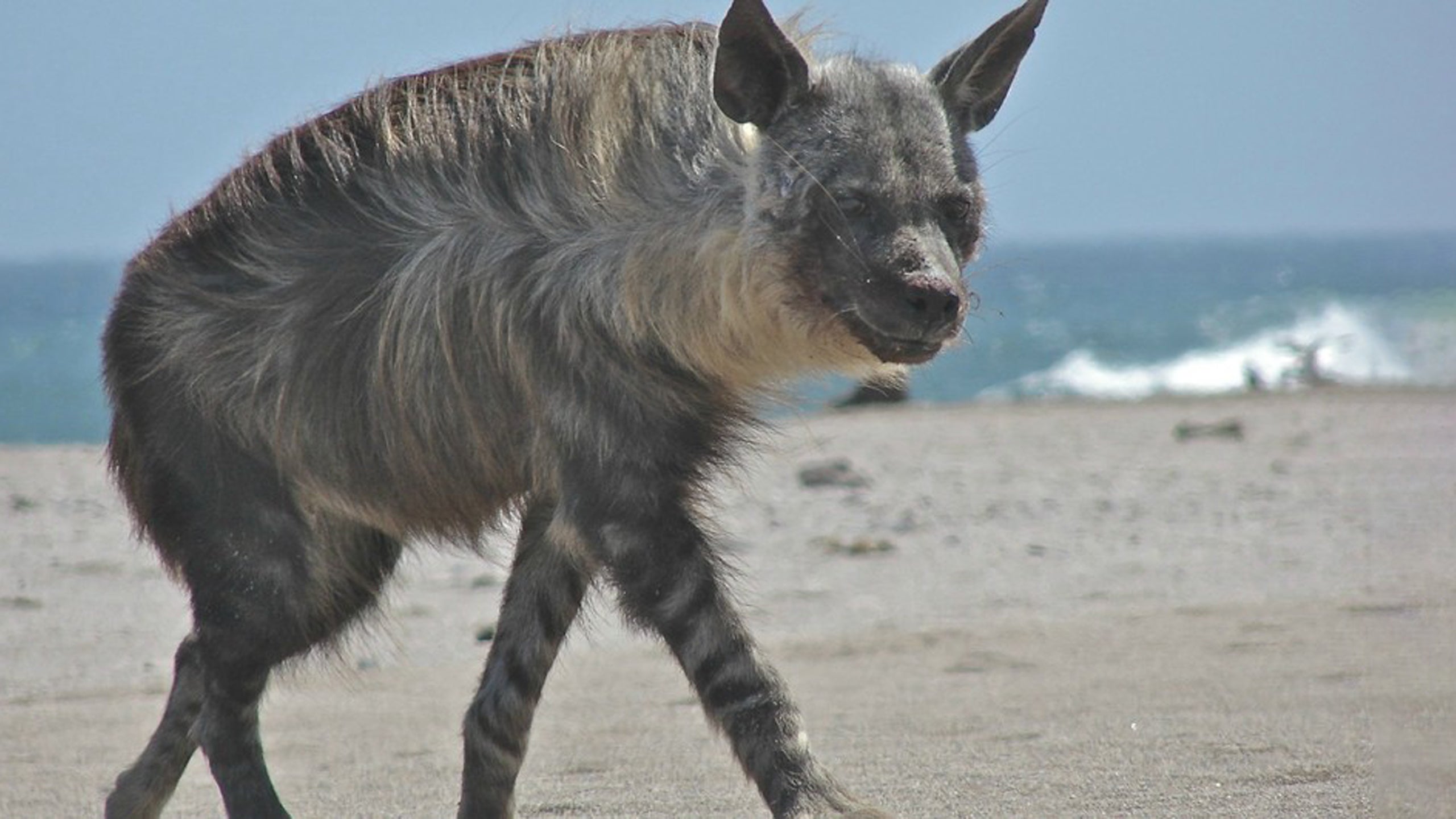 Wild Ways Of The Coast