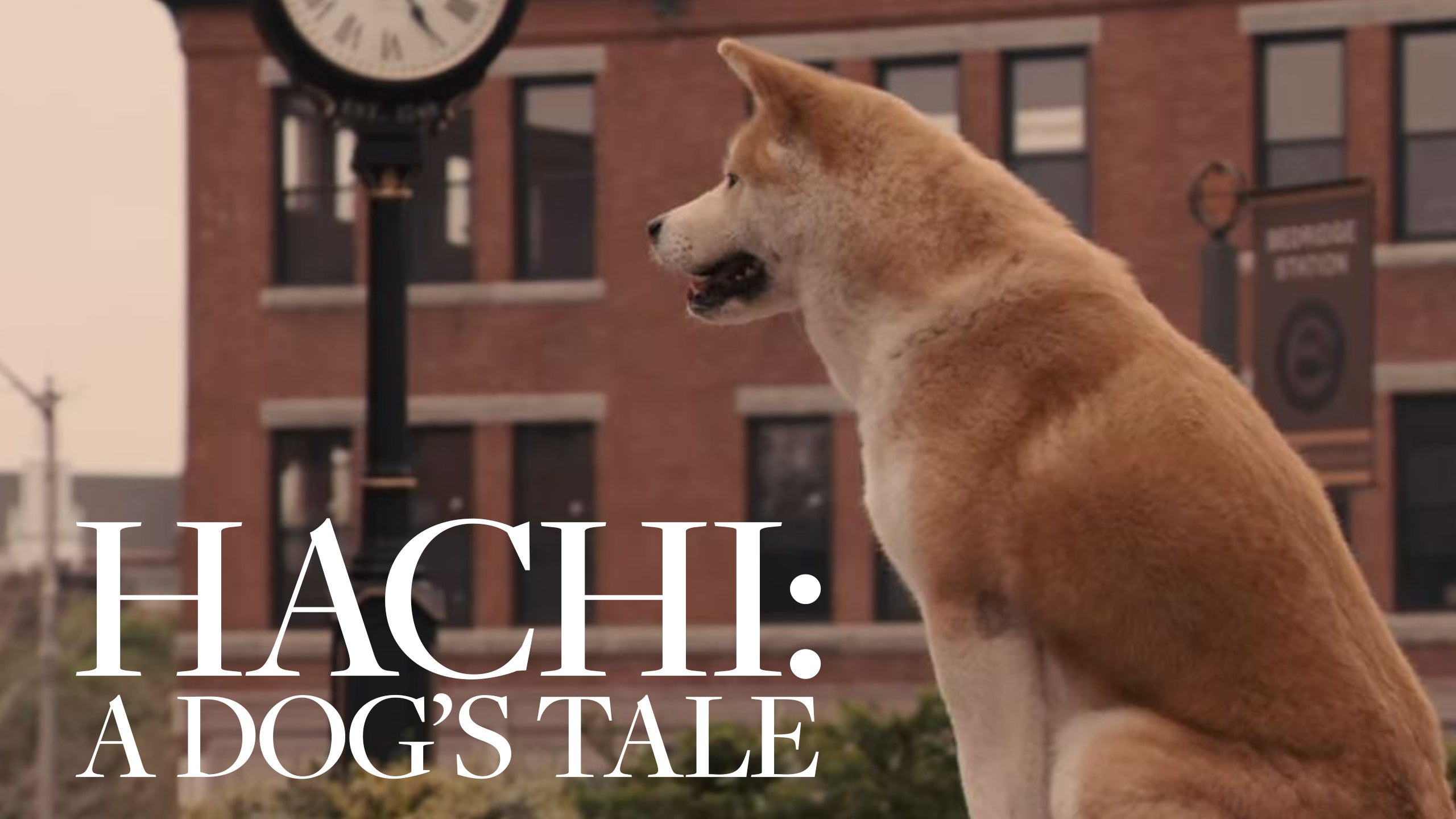 Hachi: A Dog's Tale
