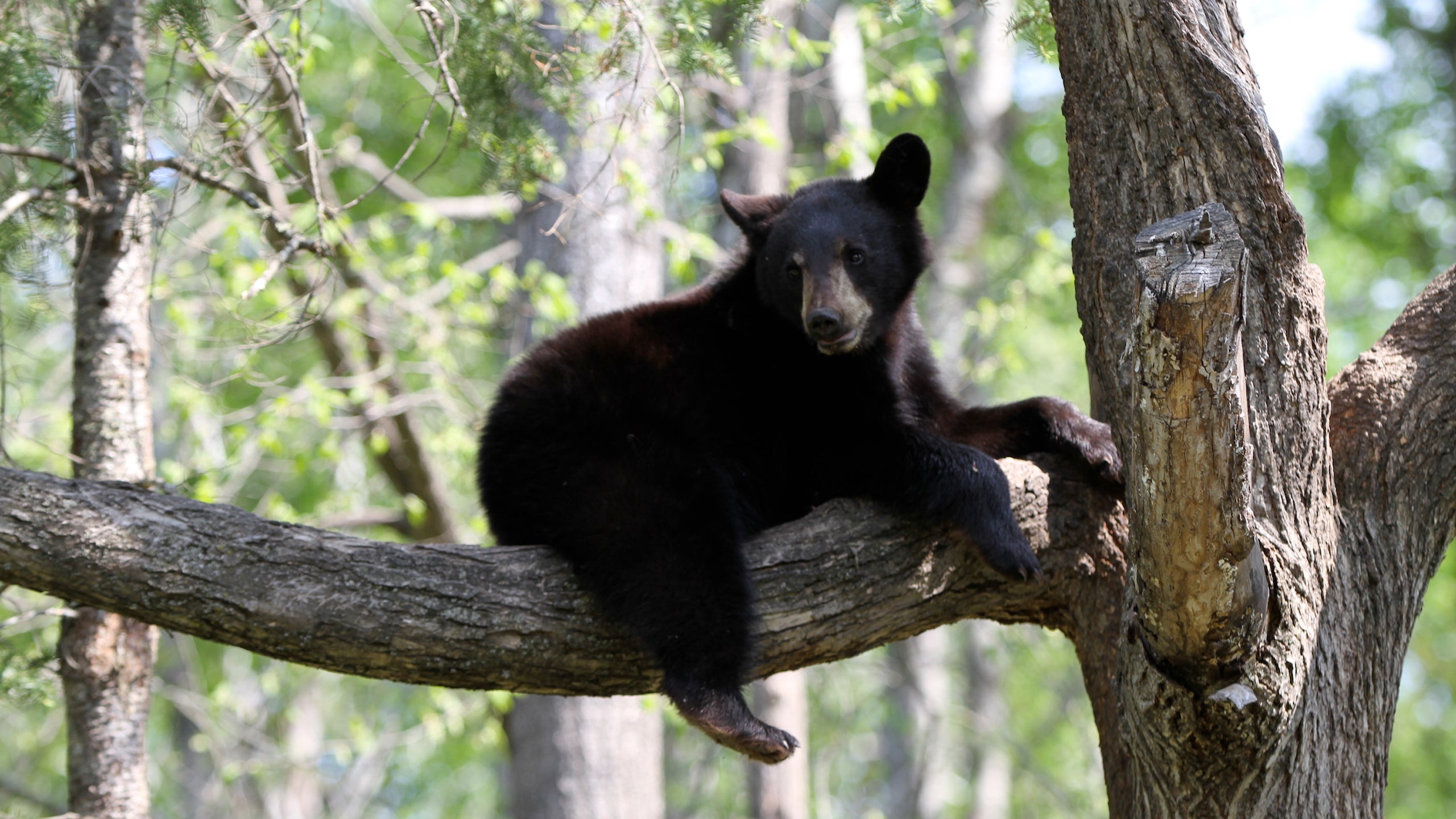 America's Wild Border: Northern Exposure