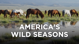 America's Wild Seasons