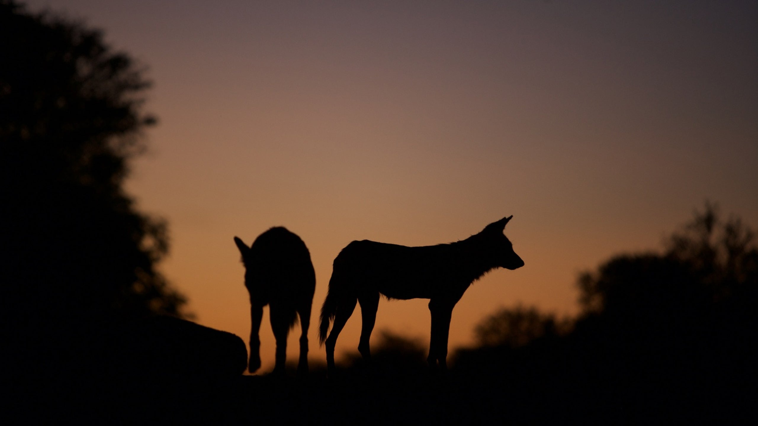Dogs In The Land Of Lions