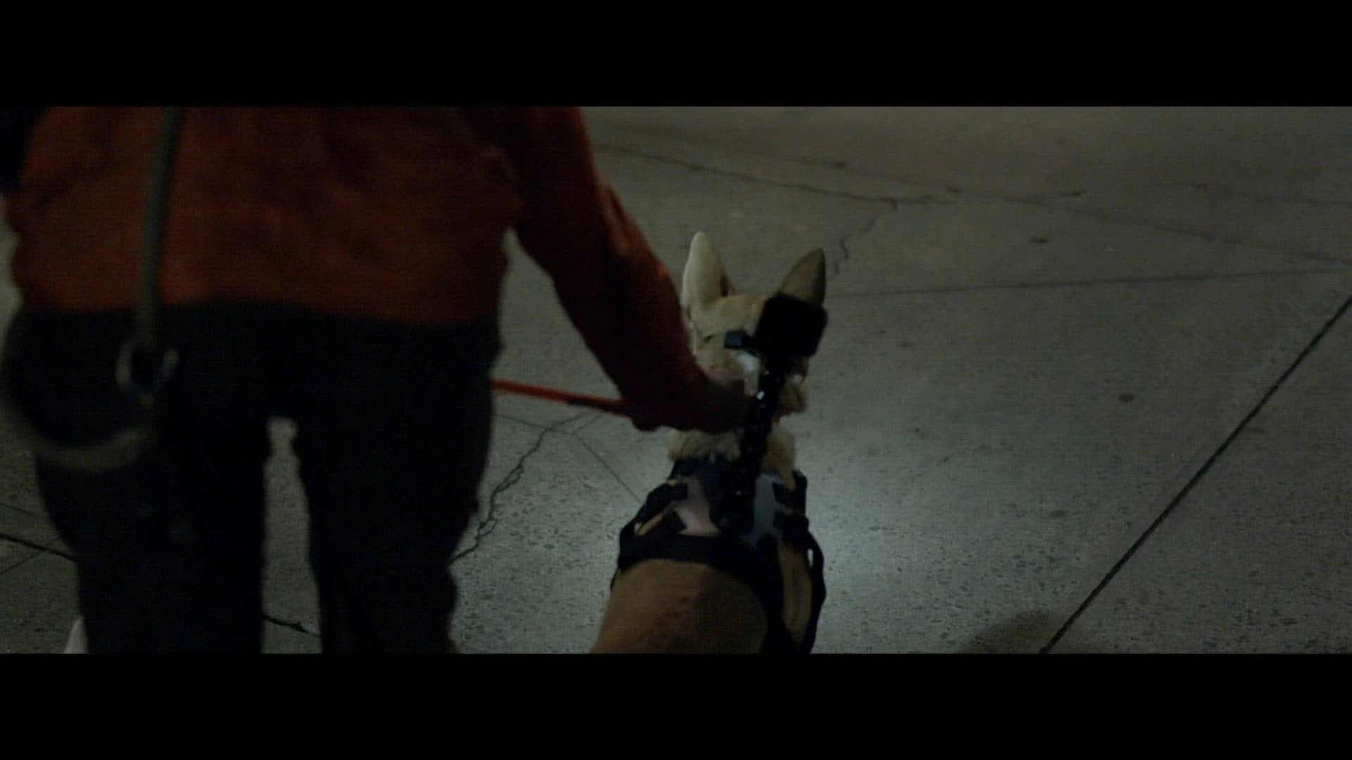 Ratten Nemen De Stad Over