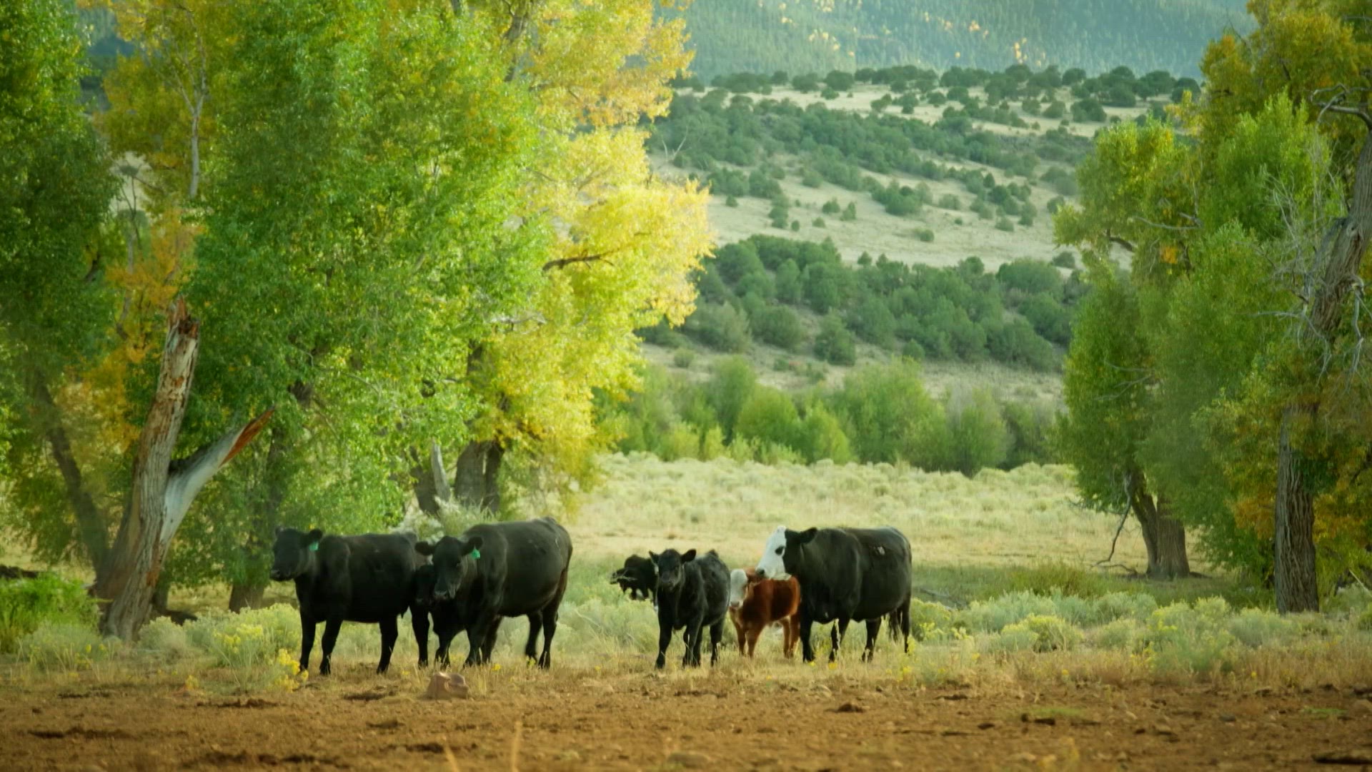 Welcome To The Farms