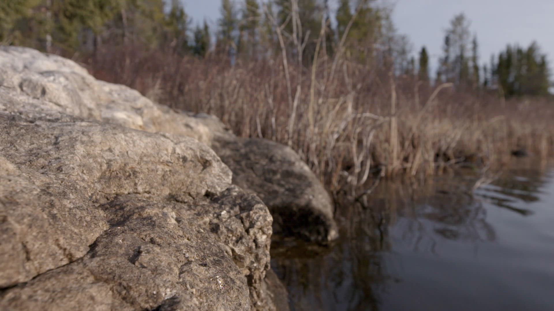 The Marten Chronicles