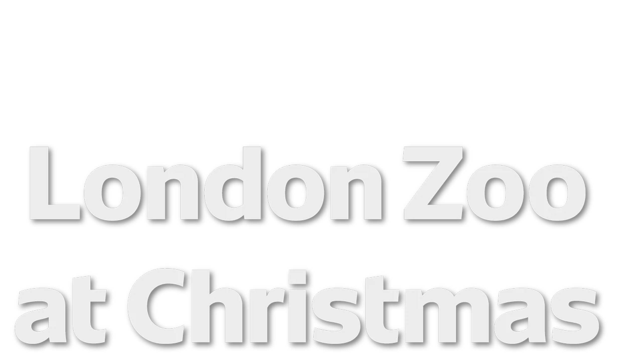 London Zoo At Christmas
